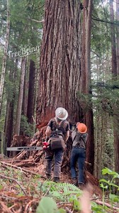 1.7M views · 25K reactions | It’s not often Matt and I get to double jack 望 Got to whip out the jack for some nice reds the last couple of days  Way less hiking this go around, but tricky trees! #treework #timberfalling #treefalling #logging #femalefaller #logger #forestry | Katelyn Johnson | Facebook