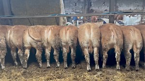 Tremendous run of Limousin Heifers from J Brown & Sons, Crakeplace Hall Coming to the “Tommy Baxter” show & sale tomorrow Friday 15th March | Mitchells Livestock Auction