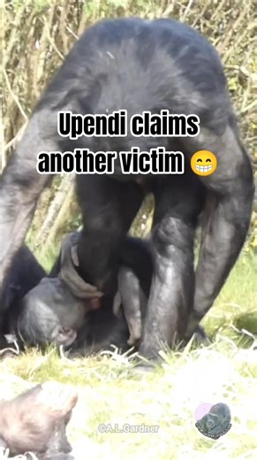 Bonobo Won't Let Go