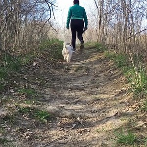 147K views · 372 reactions | Here’s a challenge to get on board with - walk 30 miles with your dog between June 1st and June 30th and help at-risk dogs find forever homes. | Kennel to Couch | Facebook