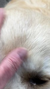 Morgens um halb zehn in Deutschland 😇 Ausgeschlafen 🥰 | Golden Retriever zur Roddau