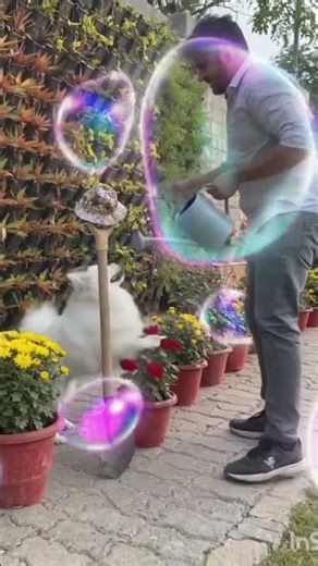 kitna payra#shortsfeed #shortvideo #pets #shortsviral #funny #youtubeshorts#instagram #reels