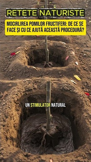 Watering fruit trees: why it is done and what this procedure helps with #wateringfruittrees