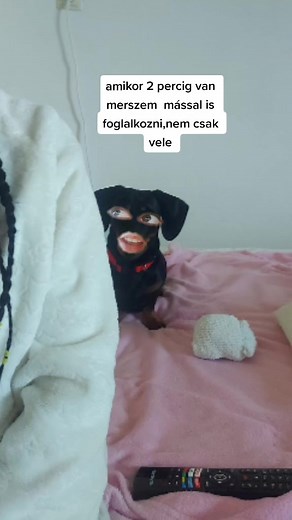 megint figyelemhiányos #tizithelittlesausage #dachshund #törpetacsi #norina
