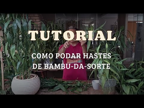 Como podar Bambu da Sorte - Hastes Grandes #plantas #tutorial