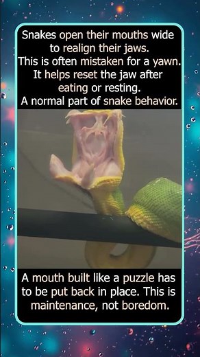 Why Snakes Look Like They Are Yawning