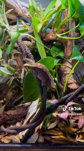 The Remarkable Journey of the Crested Gecko