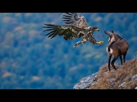 Majestic Eagle Hunting Skills | Wildlife Documentary | Nature in 4K !Wildclash4k