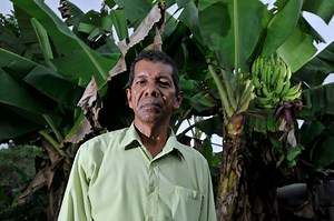 525 exbananeros exigen   $400 millones por daños de Nemagón