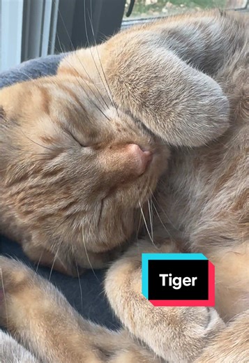 Tiger 🥺 He’s such a sweetie cat. #cattok #orangecats #orangecatsoftiktok #truelove #cutecat