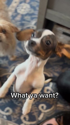Adorable Chocolate Chiweenie Dog Wants Chocolate!