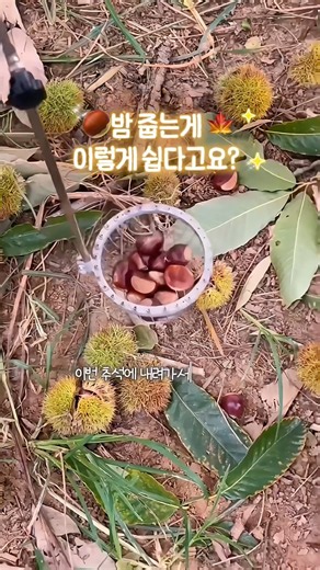 추석에 시골 내려가면 꼭 챙기세요🌰