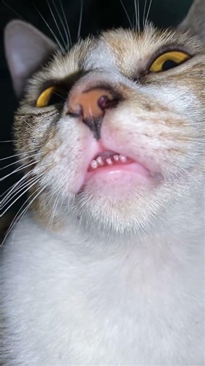 Cali’s Teeth So Cute #pushicat