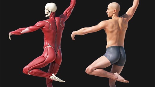 Otto Asset - Anatomical Rework ( Houdini OTIS )