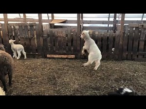 Watch: Happy jumping lamb at Sky View Farm in Deering