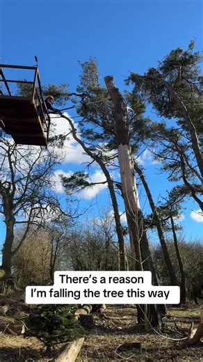 The obvious thing to do looking at this tree here would be to fall it... | David Brennan