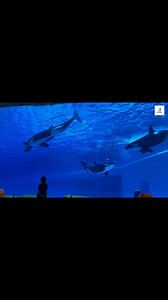 250K views · 2.8K reactions | OH WOW !! MY PET KILLERWHALES ARE SWIMMING IN SWIMMING POOL !! #killerwhale #fbreels2025ツ #fbreelsfypシ゚viralシ #fbpost2025シ #reelsviralシ #viralreelsシ #fbreelsfypシ゚ #FacebookReelsContest #fbreelsvideo #reelsfypシ #viralreelsfacebook | Cutedolphin12345 | Facebook