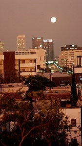 Anyone else remember Aaardvark’s Odd Ark? For a look at Los Angeles in the 80s and 90s, the Carol Westwood collection is an indispensable resource. Christina Rice, Senior Librarian of the Photo Collection, pulls a few highlights in this video to illustrate the breadth of Westwood’s work in documenting the city. To view the full collection follow the link in the bio. #lapl #lapubliclibrary #losangelespubliclibrary #iglibraries #librariesofinstagram #photography #losangelesphotographer | Los Angel