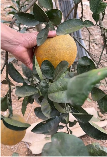 #fruit #fruits #asmr #satisfying #cuttingfruit