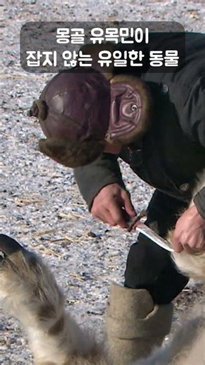 가족처럼 키우던 동물 다 잡아도 절대 잡지 않는 동물 #골라듄다큐 #shorts