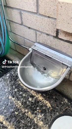 Stainless Steel Animal Water Bowls for Your Furry Friends