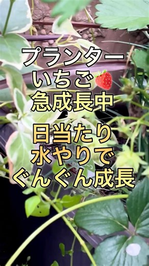 家庭菜園いちごがここまで来た #家庭菜園#ガーデニング#gardening#プランター栽培 #いちご栽培 #たいやきのガーデニング