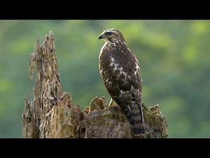 Broad-winged Hawk and its Call