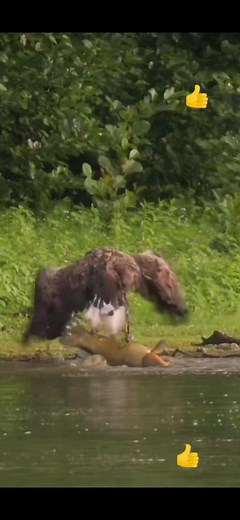 Hawk catch fish #hawks #catch #fish #strong #animals