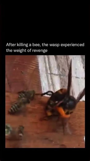 After killing a bee the wasp experienced the weight of revenge