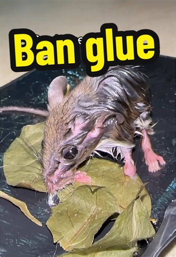 Catching Humans with Giant Glue Trap: A Thrilling Escape