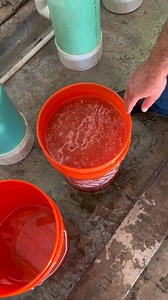 Sorting bad eggs! #fishtok #fisheggs #fish #biology | Henry Hawkins