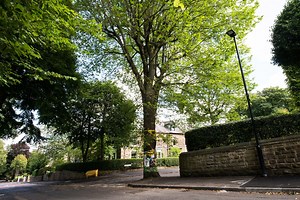 Sheffield tree 'saved' by protestors has been shortlisted for Tree of the Year