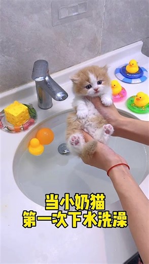Adorable Kitten Shower: Cute Baby Cat Bath Time