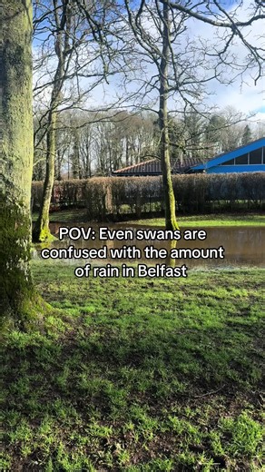 When there has been so much rain in Belfast even the swans cannot dodge the puddles ! This swan has declared this massive puddle in the field as her own ! #swan #weathertok #rainagain