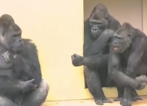 Gorilla family time! The spin is awesome! 🦍👀 (Although I do hate they are in captivity) 🌿 Gorillas share 98% of their DNA with humans. 🌿 They live in family groups called troops led by a dominant male known as a silverback. 🌿 Gorillas are primarily herbivores, feeding on leaves, stems, and fruits. 🌿🌿🌿🌿🌿🌿🌿🌿🌿🌿🌿🌿🌿🌿🌿🌿🌿🌿🌿 ———————————————————————— 🎥 Unknown. Video content is owned by the creator and featured with appreciation. Thank you. By allowing us to use this, you’re cont