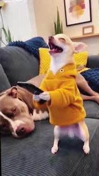 This TINY Dog is the WORLD'S BEST Magician! (IMPOSSIBLE TRICKS)