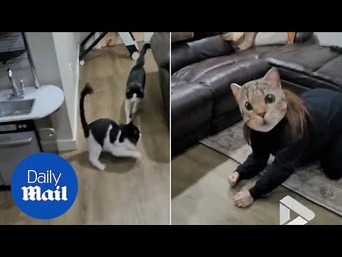 Hilarious moment kittens are freaked out by owner wearing massive cat mask