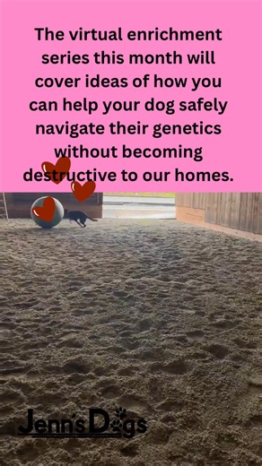 Jenn's Dogs on Instagram: "🐾 PAW-sitive Play with Chey 🐾 Big energy. Busy brains. Strong instincts. Sound familiar? This month’s PAW-sitive Play is all about the herding portion of the predation sequence and why so many dogs struggle when those needs don’t have a clear outlet. Through selective breeding, humans developed dogs to perform very specific jobs that made our lives easier. Herding breeds like cattle dogs, German shepherds, corgis, Australian shepherds, and border collies were shaped