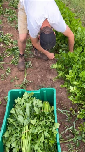 22M views · 7.2K reactions | Fall Celery Harvest ✨ Celery was one...
