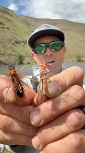 Trout Snack Tuesday // Salmon Flies! Saw some of the first Salmon Flies of the year today, such a cool bug! The hatch has begun but don’t get too excited just yet. It will be another few days to a week before the trout begin to key in on these critters. The nymphs are migrating out of the swift water toward the shoreline, these bugs have poorly developed gills and need whitewater so there’s your tip. Fish the edges of the heavy stuff. @rioproducts #bigbugs #salmonflyhatch #yakimariver #dryflies 