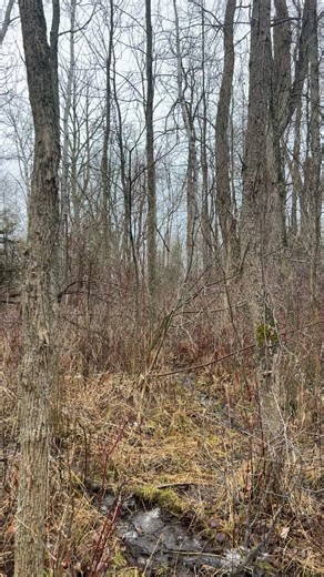 No better soundtrack than beagles running a rabbit: nonstop barking, tails whipping, pure joy in motion! 🐶💨🐰 Drop the hammer or just enjoy the show? #BeaglePack #RabbitChasers #HuntingSeason | HotShot Outfitters