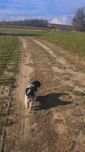 How the Shih Tzu Conquered the World