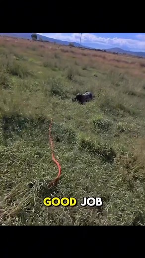 Check out my latest video | Best Gun Dogs