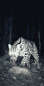 11K views · 438 reactions | OCELOT ALEEEEERT “Felines in the...