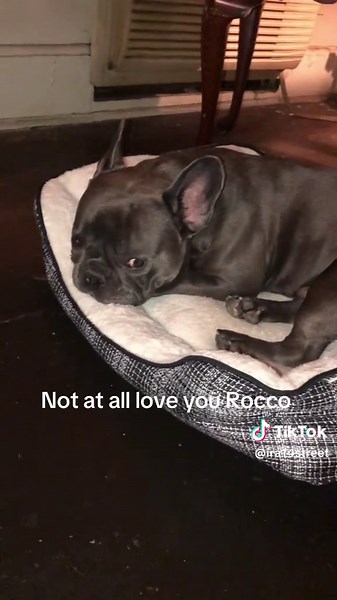 Ira J (@ira14street)’s video of rocco