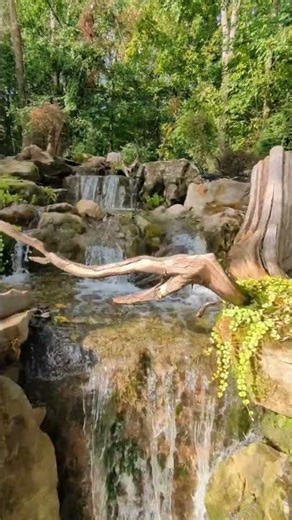 Nature Inspired Backyard Waterfall with Driftwood #WaterFeature #BackyardWaterfall #Landscap #shorts
