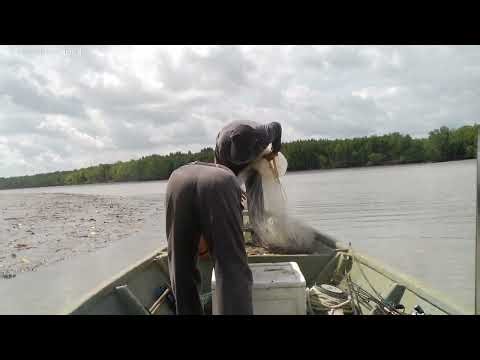 Throwing the net for shrimp