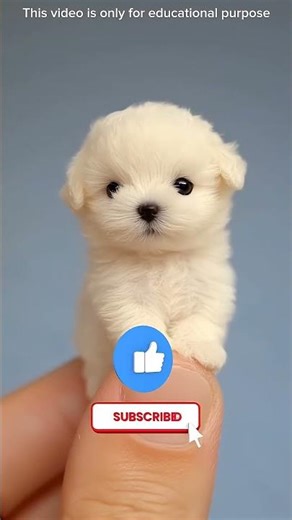 Crazy Shark Slide Adventure 🦈😱~working art skillwood/ hand crafts /#shorts​ #shortfeed​ #viralvideo