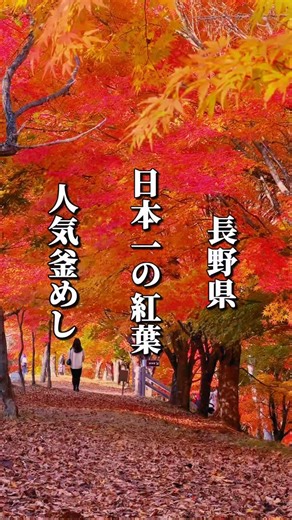 長野グルメぐり【カフェ｜ランチ｜スイーツ】 on Instagram: "☟店舗情報はこちら☟ 長野のグルメ情報 ⇒ @nagano_gurumeguri ┈┈┈┈┈┈┈┈┈┈┈┈┈┈┈┈┈┈┈┈┈┈ じゃらんネットの紅葉スポットランキングで 3年連続日本一に選ばれる 紅葉の名所「もみじ湖」 見頃は10月下旬から11月中旬🍁 湖沿いには約1万本ものモミジが広がり 青く澄んだ湖面に映る赤や黄色の紅葉と 青空のコントラストは息をのむ美しさで まるで絵画のような光景🎨 なかでも人気なのが「もみじのトンネル」 両側から覆いかぶさる紅葉の道として有名で ゆっくり歩きながら 写真撮影や散策が楽しめる📸 秋の風情を満喫できる 「もみじ湖紅葉祭り」では 昼間は地元特産品のマルシェや 熱気球体験などのイベントがあり 夕方から夜にかけてはライトアップにより 幻想的な紅葉の世界が広がる💫 ライトアップされた「もみじのトンネル」は まるで深紅の星空を歩いているような 現実離れした美しさに出会える👀 もみじ湖から車で15分の場所にある 地元で愛される釜めし店「ハシャブ」 注文を受けてから一釜ずつ直火で