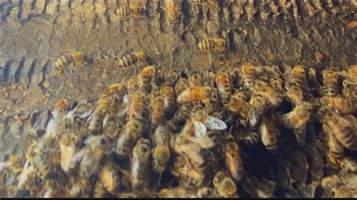 Man stung over 100 times by bees in San Marcos